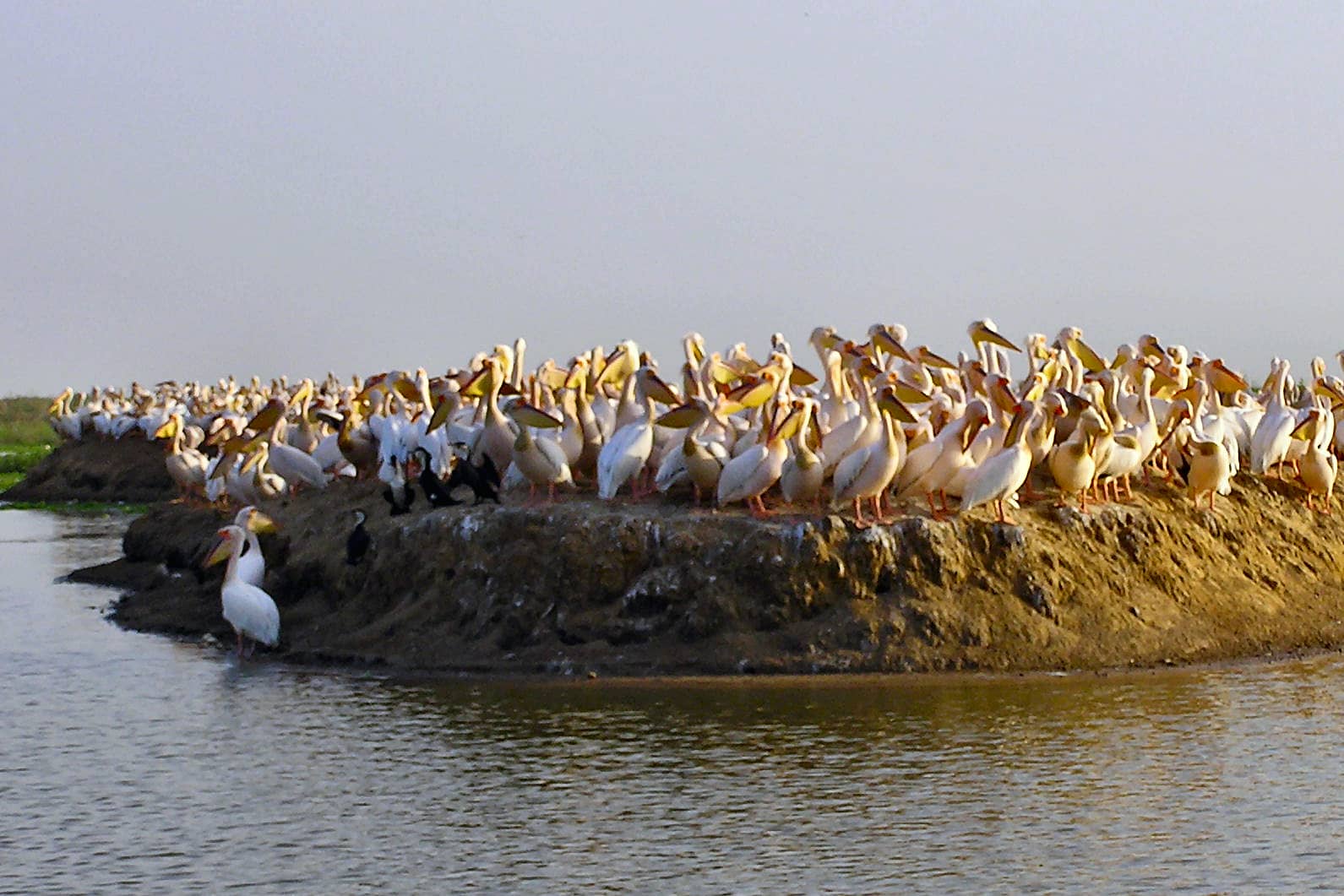 Parc national des oiseaux du Djoudj