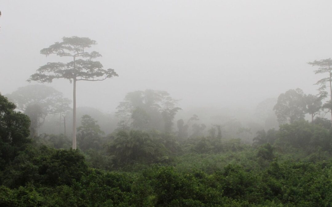 Parc national Taï : une expérience époustouflante au cœur de la nature en Côte d’Ivoire